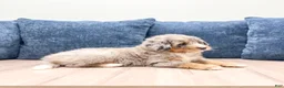 Mini Bernedoodle dogs for sale: Sugar - Ad 3
