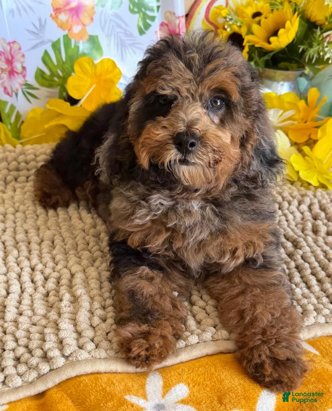 Cockapoo dogs for sale: Bella  - Ad 4