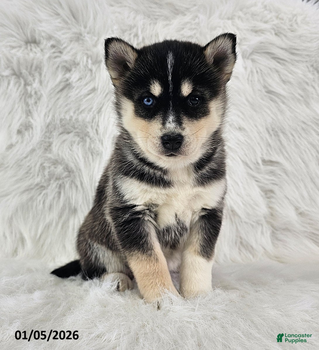 Pomsky dogs Rose  - Ad 22