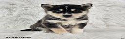 Pomsky dogs for sale: Rose  - Ad 1
