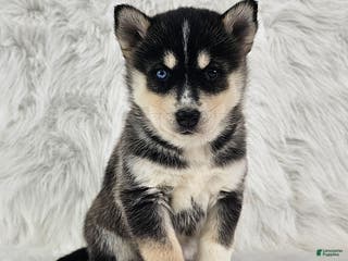 Pomsky dogs Rose - Ad 13