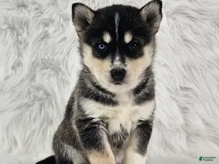 Pomsky dogs Rose - Ad 38