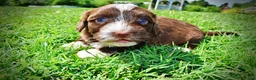 Havapoo dogs for sale: Tootsie - Ad 13