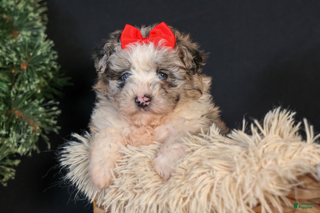 Mini Aussiedoodle dogs for sale: Gloria - Ad 3