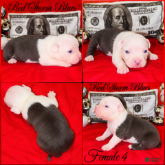 American Pit Bull Terrier dogs for sale: Female 4 - Ad 15