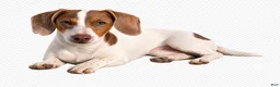 Miniature Dachshund dogs for sale: Miniature Dachshund Puppy 1 - Ad 5