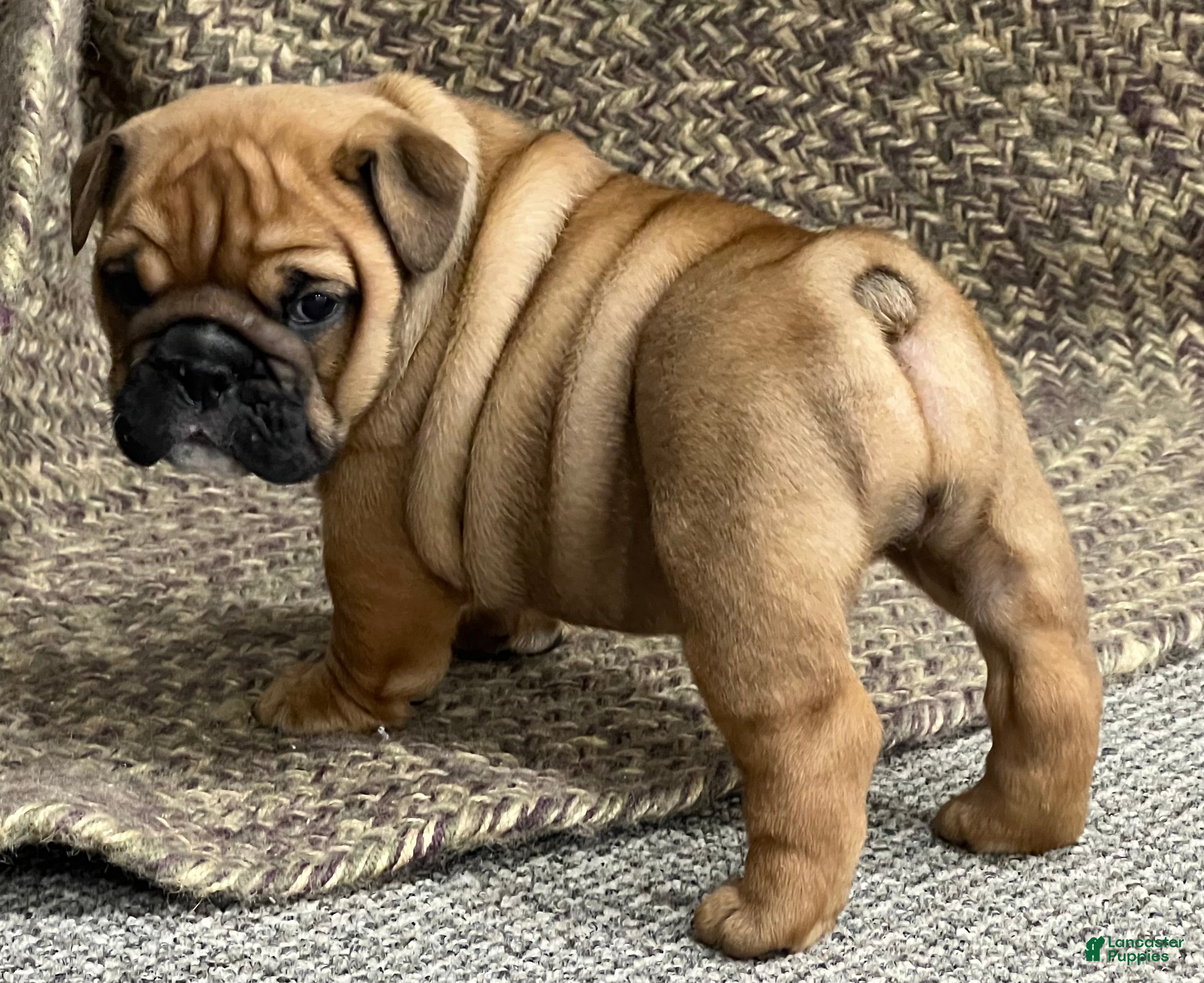 English Bulldog dogs Violet  - Ad 2