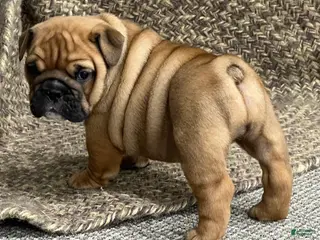 English Bulldog dogs Violet - Ad 2