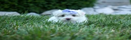 Maltese dogs for sale: PENNY - Ad 6