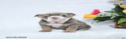 English Bulldog dogs for sale: Zelda - Ad 5