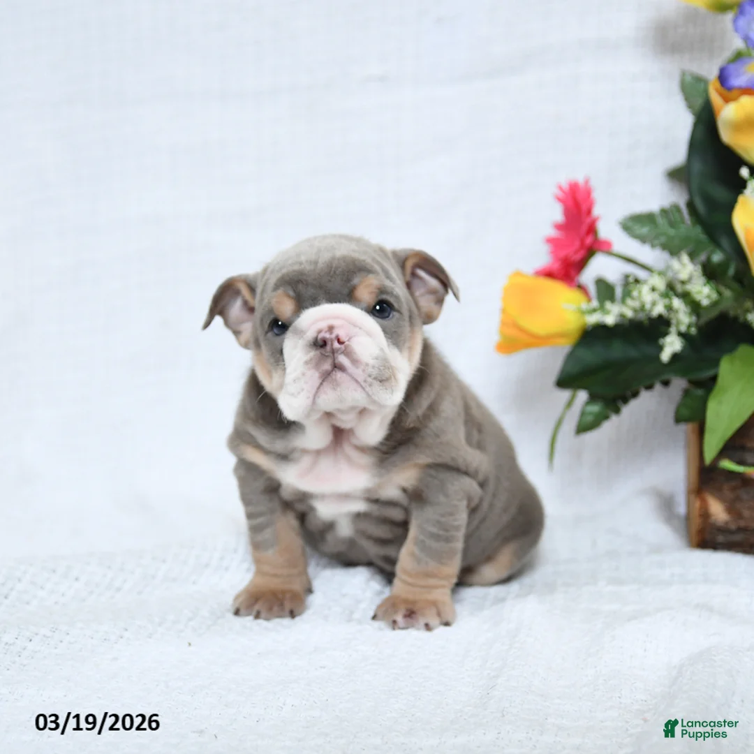 English Bulldog dogs for sale: Zelda - Ad 5