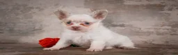 Chihuahua dogs for sale: Charlie - Ad 4