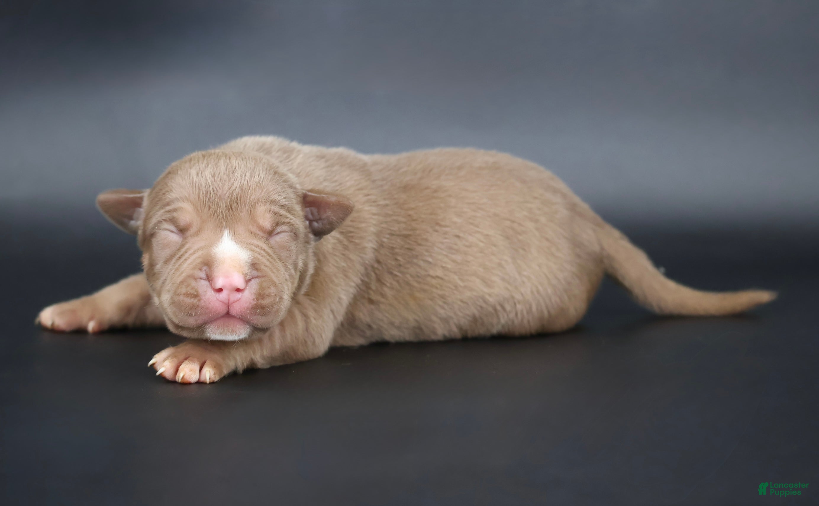 American Bully dogs Horus - XL - ABKC  - Ad 1