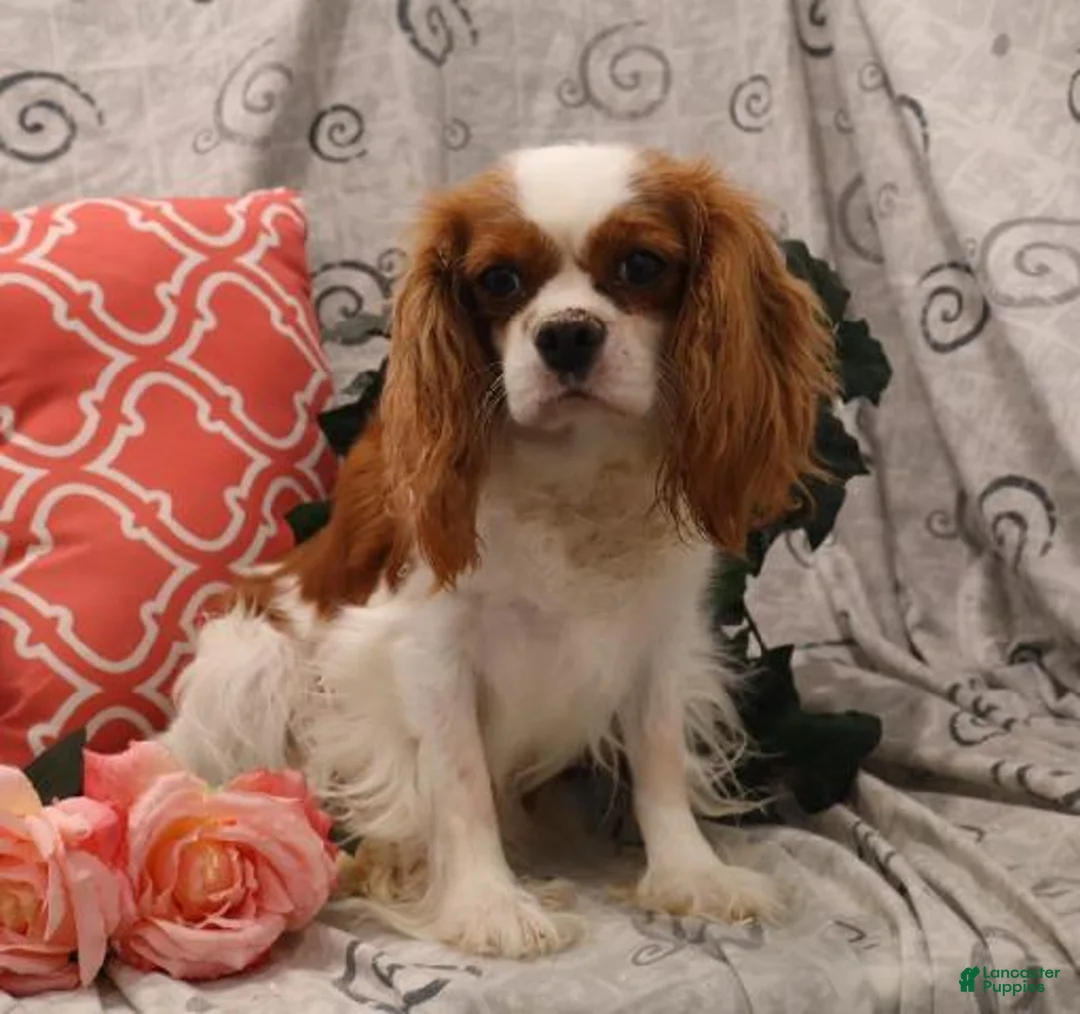 Cavalier King Charles Spaniel dogs for sale: Tirzah - Ad 7