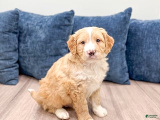 Mini Bernedoodle dogs - Ad 13