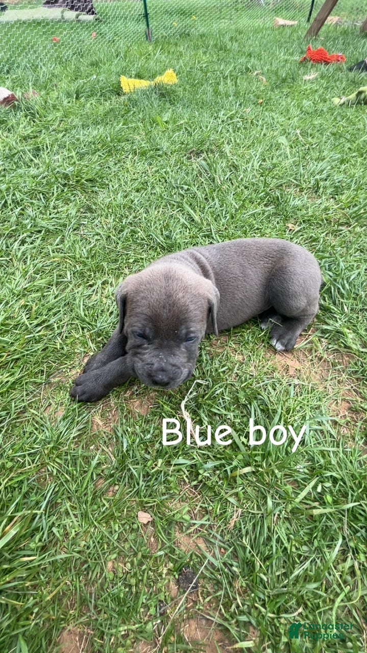 Cane Corso dogs Cane Corso Puppy 1 - Blue Boy - Ad 1