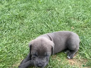 Cane Corso dogs for sale: Cane Corso Puppy 1 - Blue Boy - Ad 4