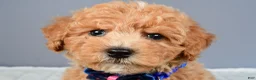 Miniature Poodle dogs for sale: Nelson - Ad 9