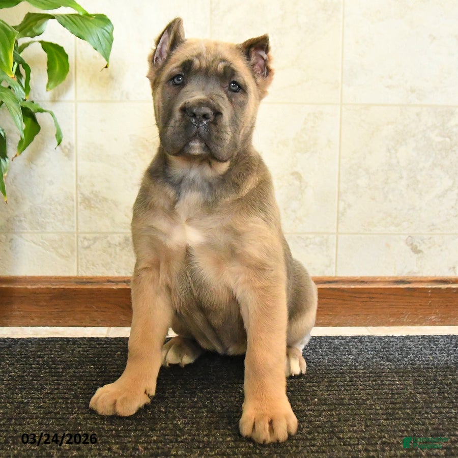 Cane Corso dogs Willow - Ad 2