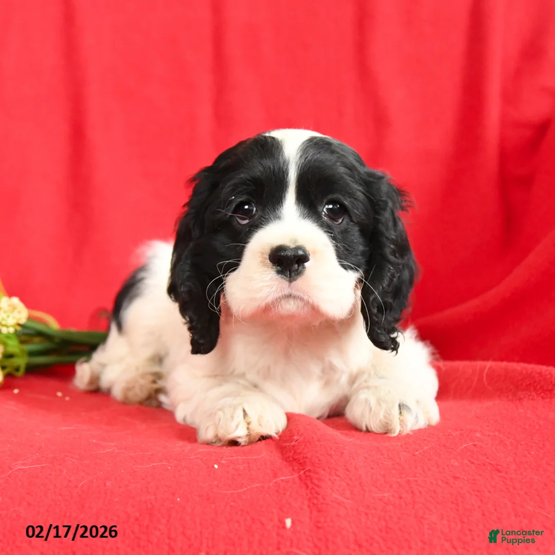 English Cocker Spaniel dogs for sale: Lane - Ad 3
