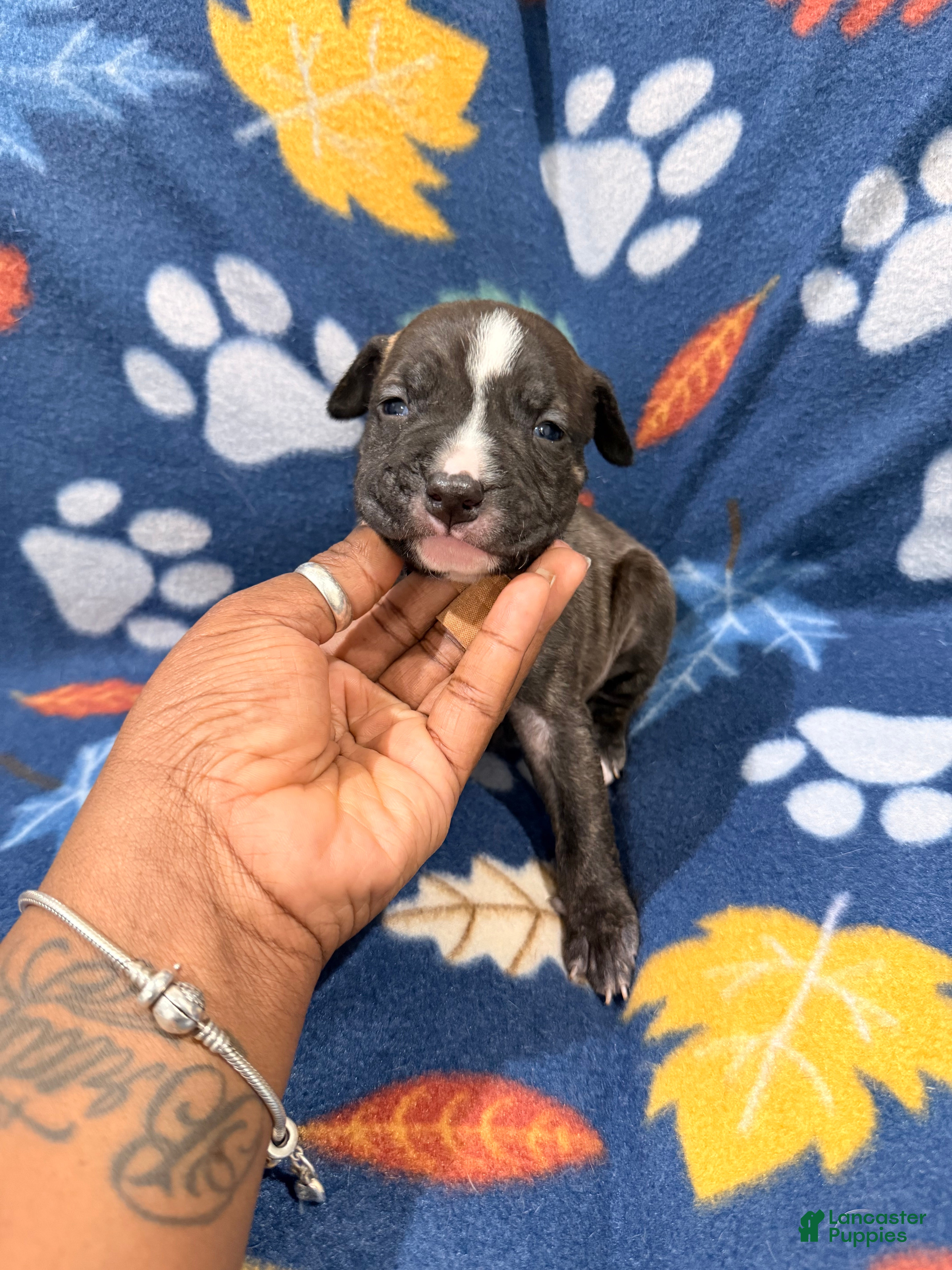 American Bully dogs American Bully Puppy 3 - Ad 4