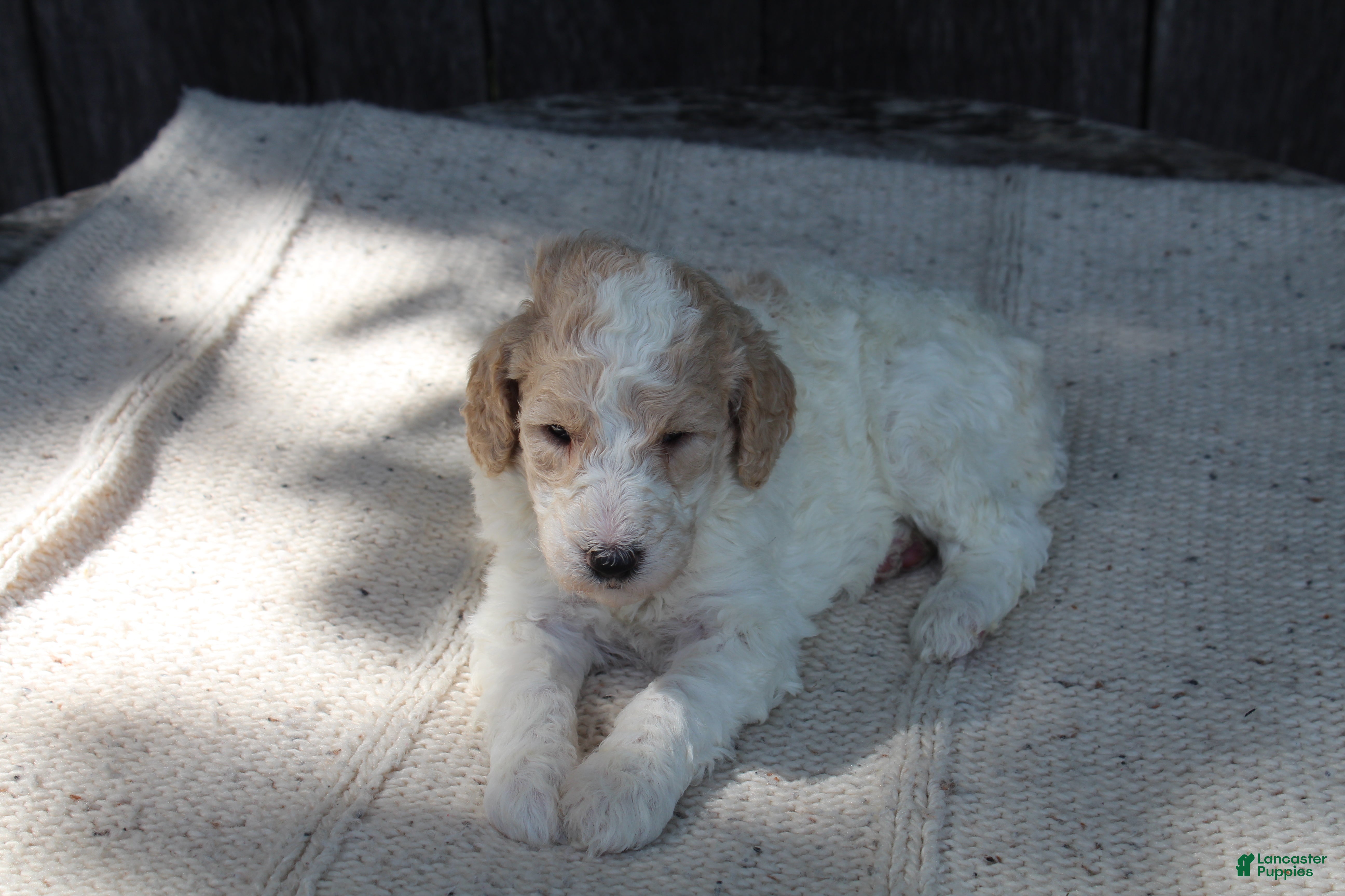 Standard Poodle dogs for sale: Willow AKC standard poodle - Ad 2