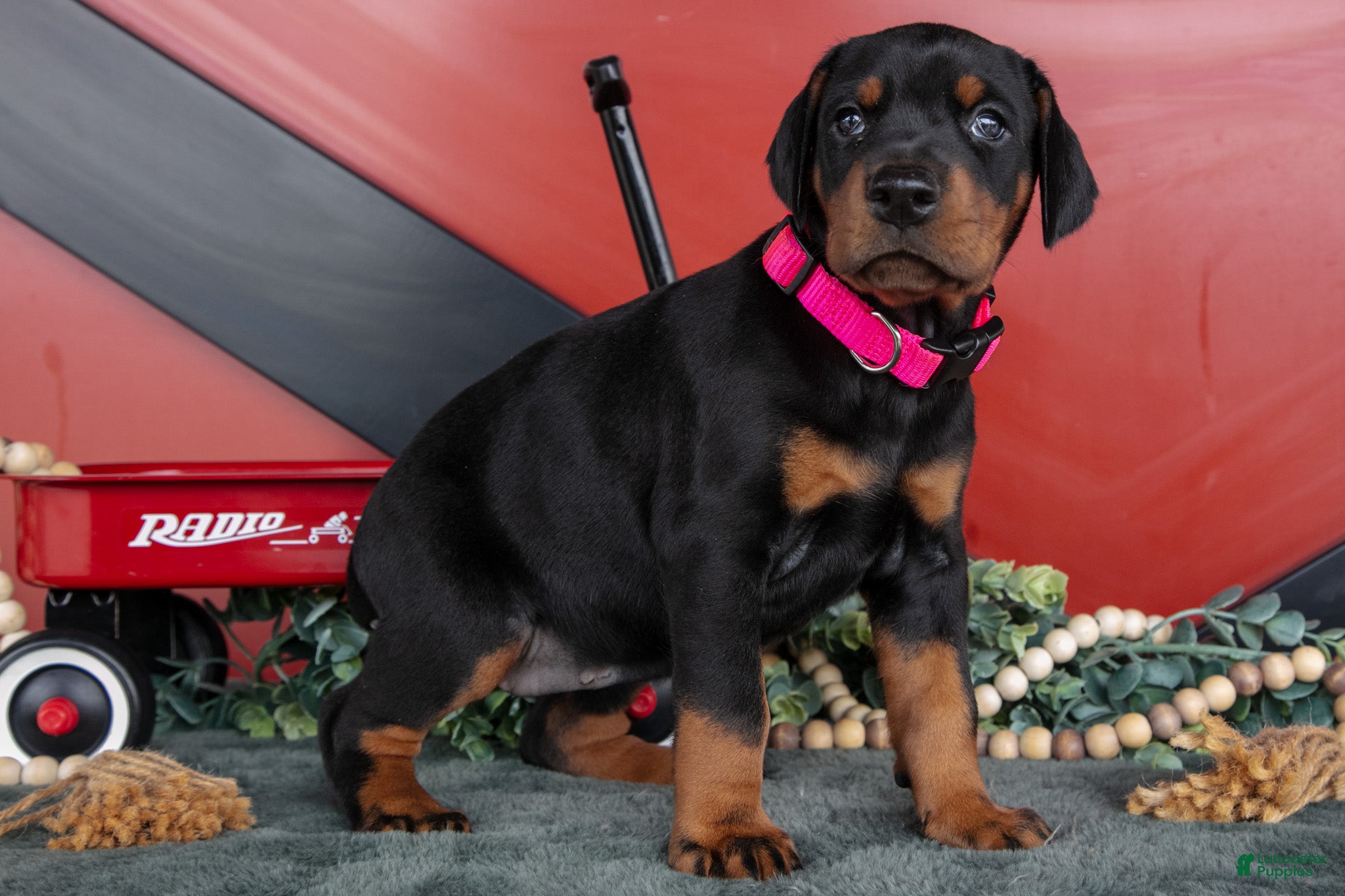 Doberman Pinscher dogs Rayna - Ad 2