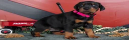 Doberman Pinscher dogs for sale: Rayna - Ad 2