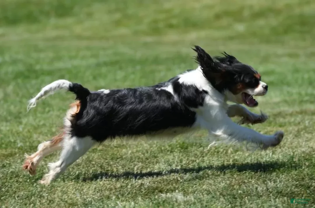 Cavalier King Charles Spaniel dogs for sale: Mia - Ad 17