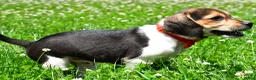 Beagle dogs for sale: Vance - Ad 11