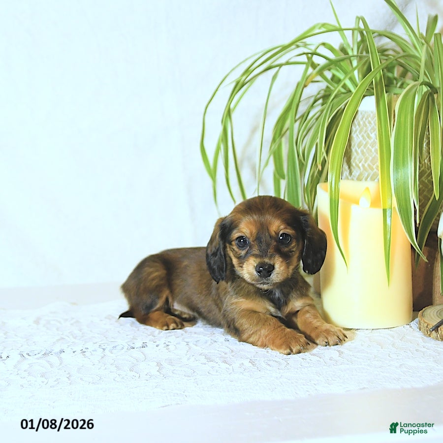 Miniature Dachshund dogs Kate - Ad 17