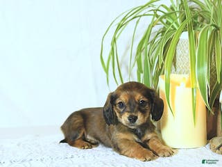 Miniature Dachshund dogs Kate - Ad 17