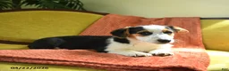 Welsh Corgi Pembroke dogs for sale: Tiffany - Ad 8