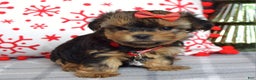 Yorkshire Terrier dogs for sale: Greta - Ad 6