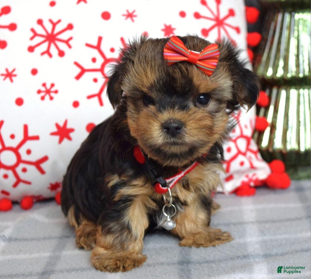 Yorkshire Terrier dogs for sale: Greta - Ad 6