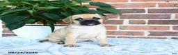 Puggle dogs for sale: Tinkerbell - Ad 3
