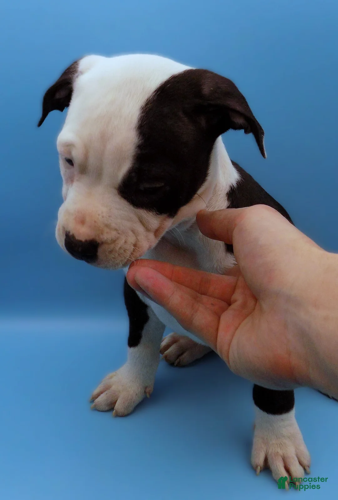 Mixed Breed dogs for sale: Nipper - Ad 5