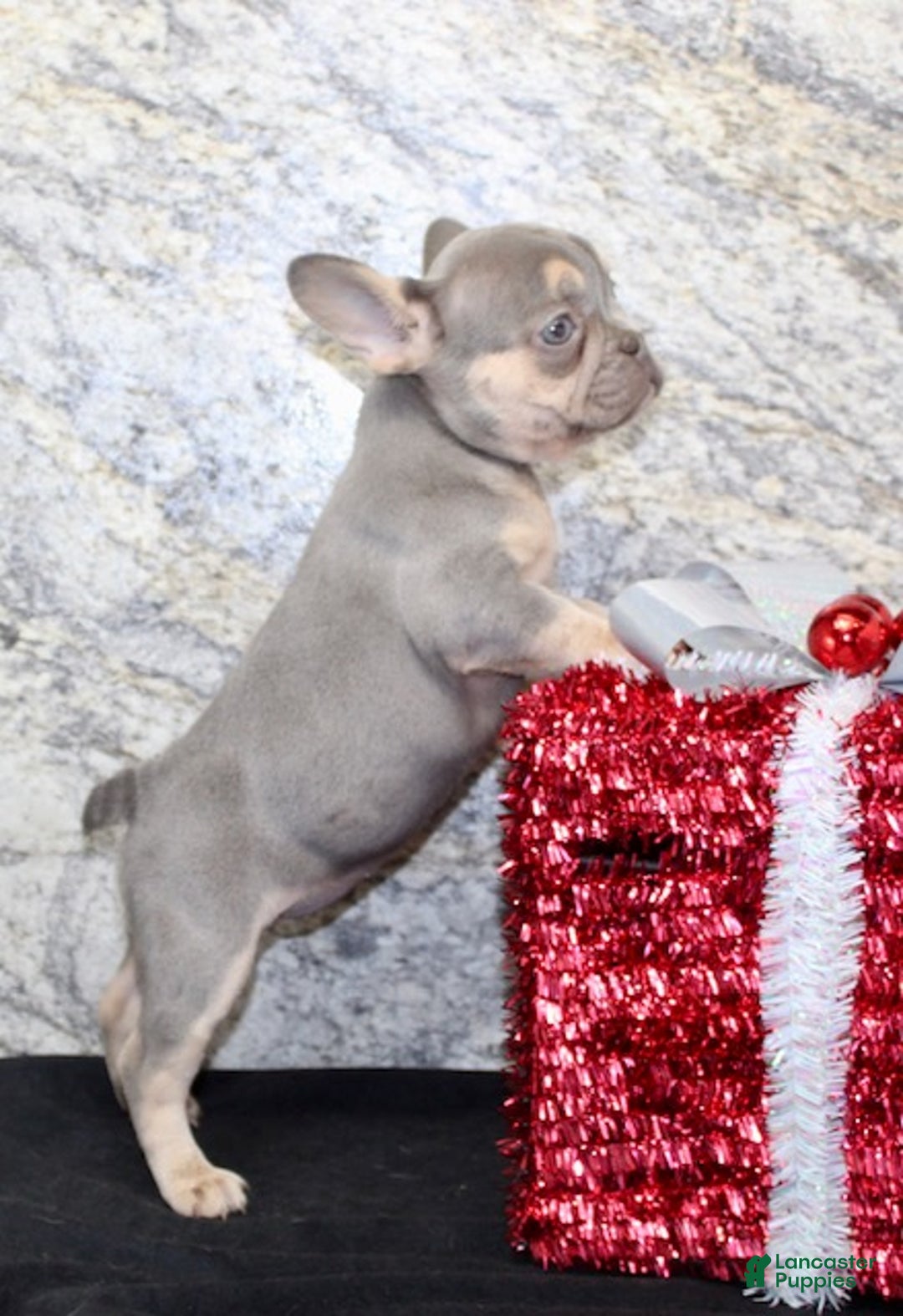 French Bulldog dogs for sale: Reba - Ad 6