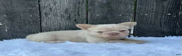 French Bulldog dogs for sale: Milo - Ad 7