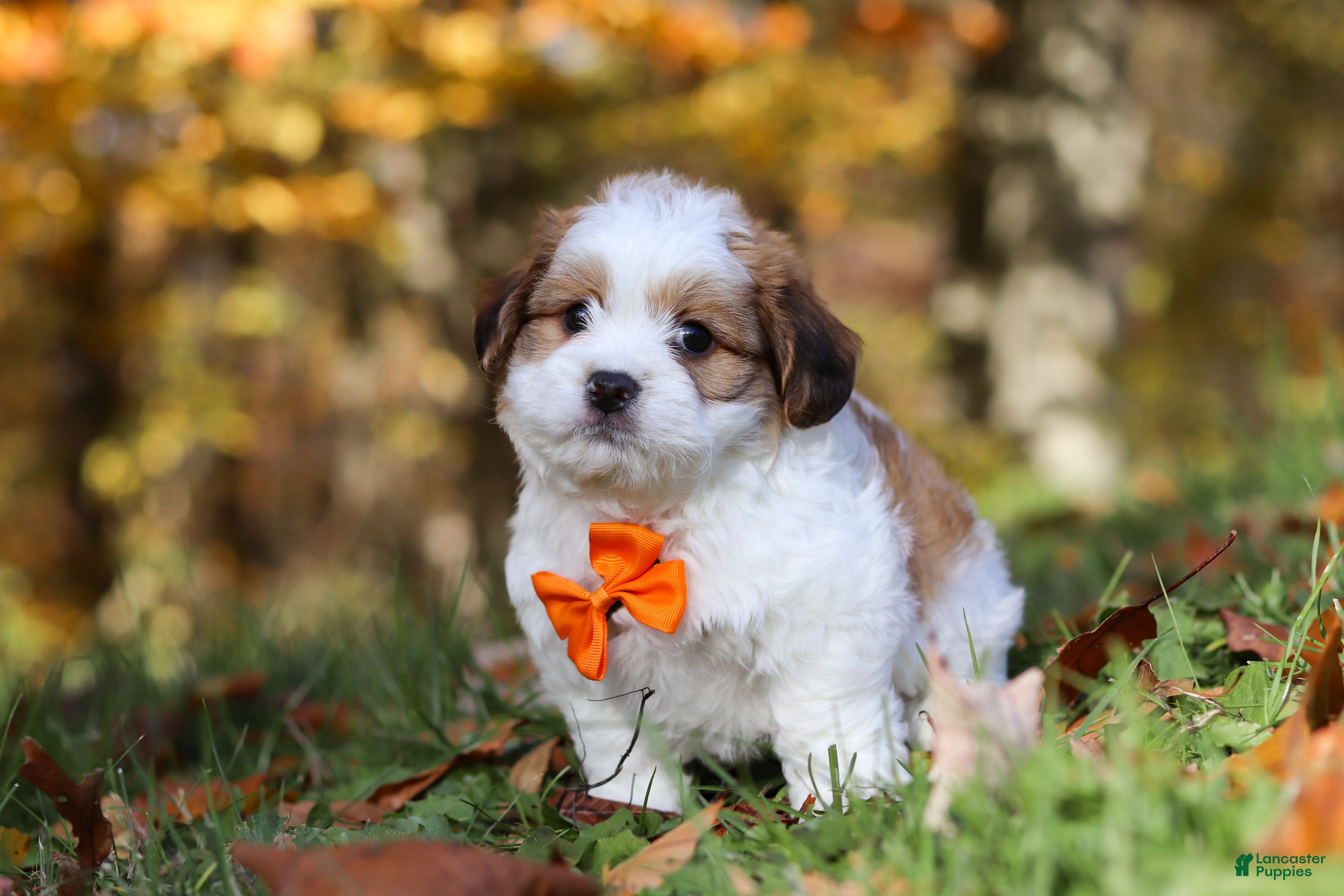 Teddy Bear dogs Crew - Ad 14