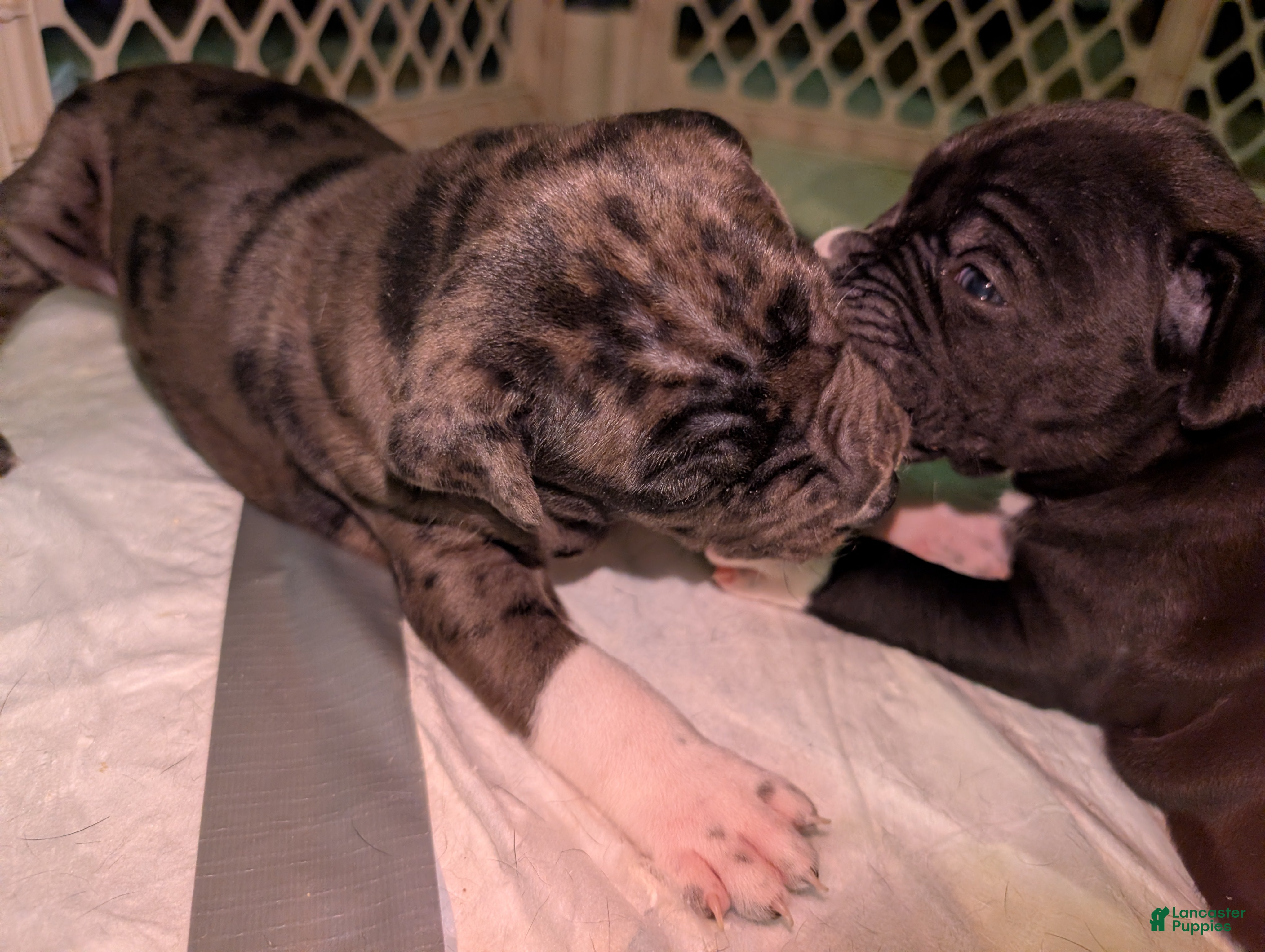 American Pit Bull Terrier dogs Demon - Ad 6