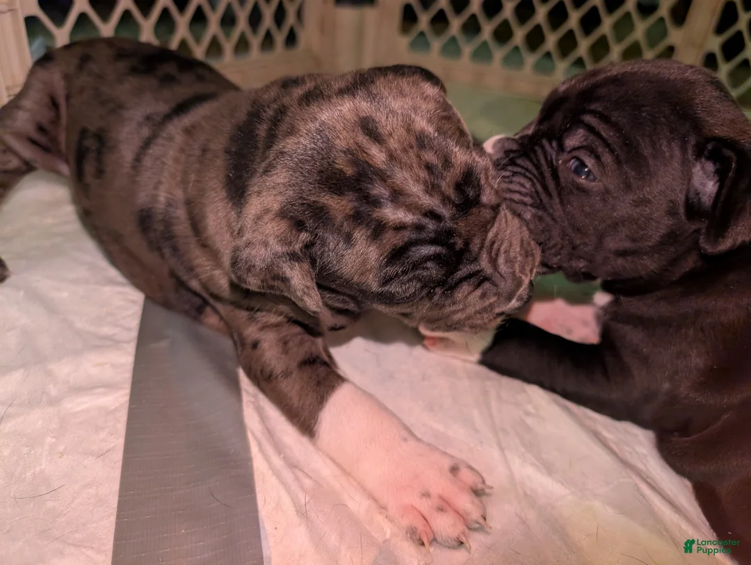 American Pit Bull Terrier dogs for sale: Demon - Ad 1