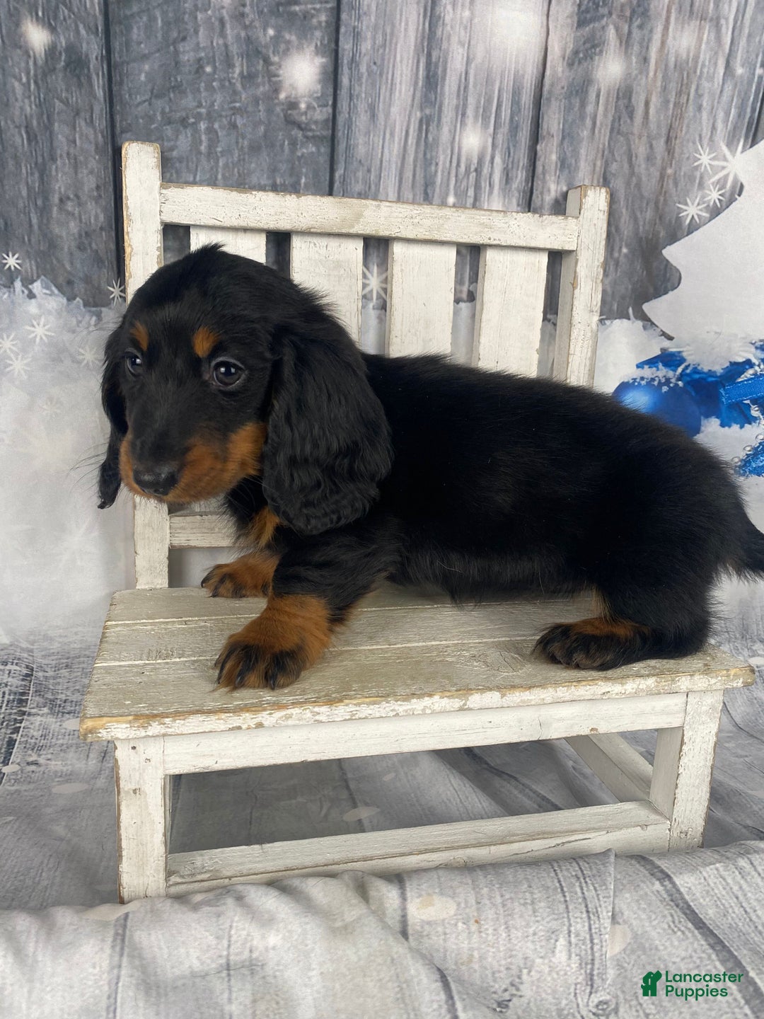 Miniature Dachshund dogs for sale: Daisy - Ad 6