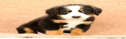 Bernese Mountain Dog dogs for sale: Fern - Ad 1