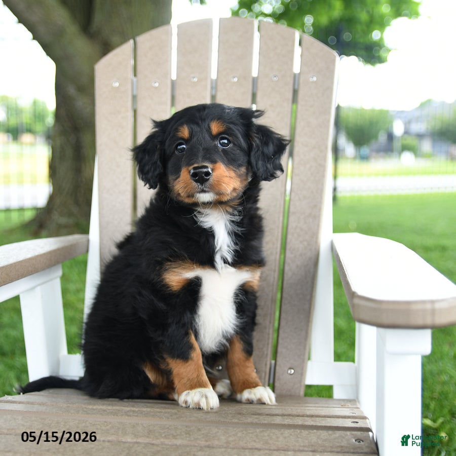Mixed Breed dogs for sale: Ronald - Ad 1