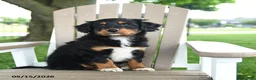 Mixed Breed dogs for sale: Ronald - Ad 1