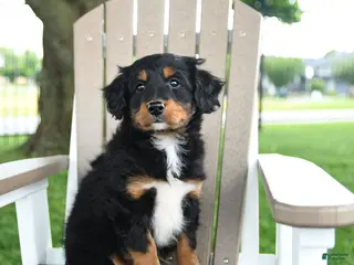 Mixed Breed dogs for sale: Ronald - Ad 1