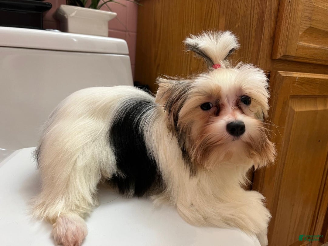 Biewer Terrier dogs for sale: Puppy - Ad 13