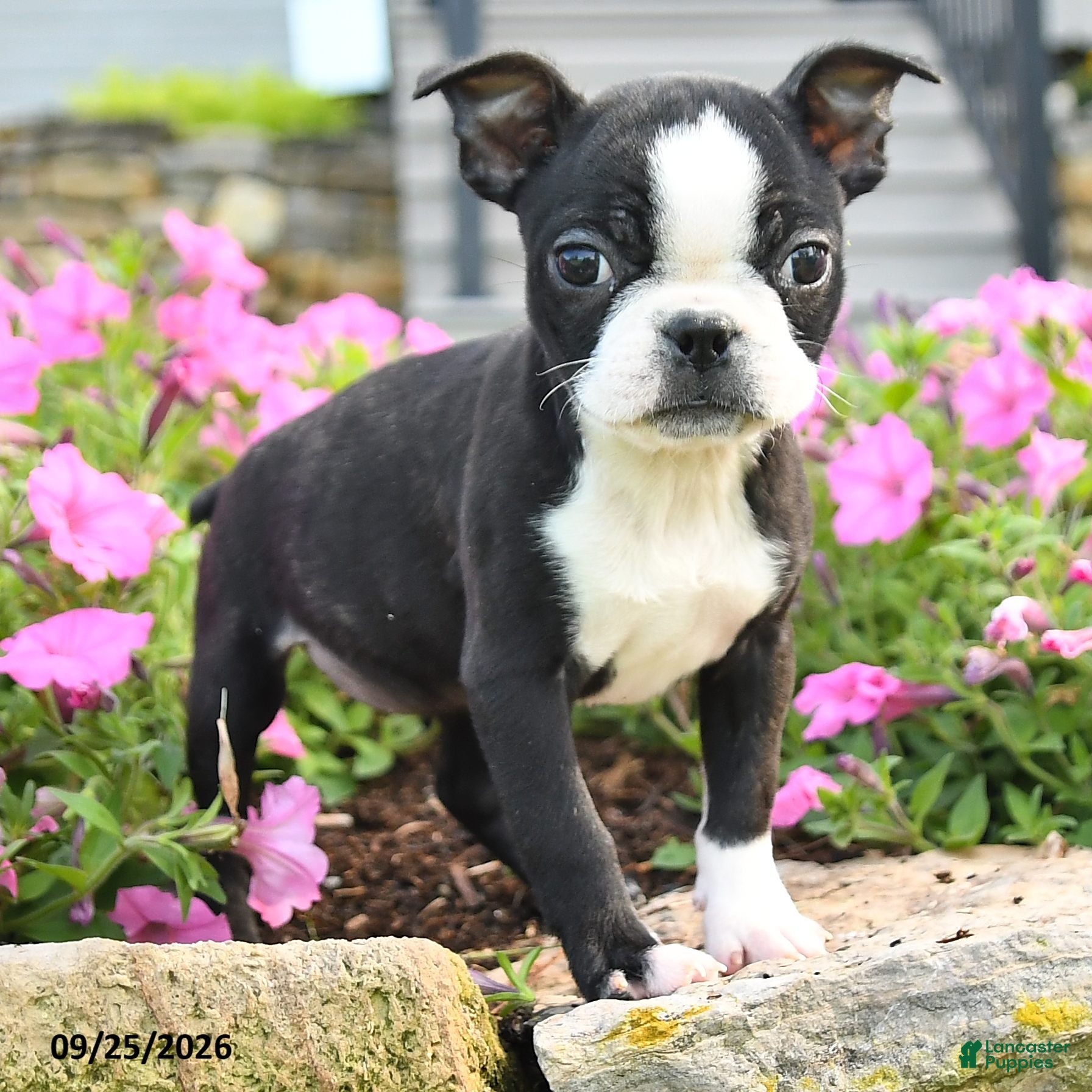 Boston Terrier dogs Jana - Ad 1