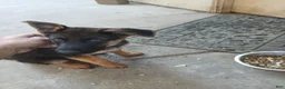 German Shepherd dogs for sale: Precious - Ad 3